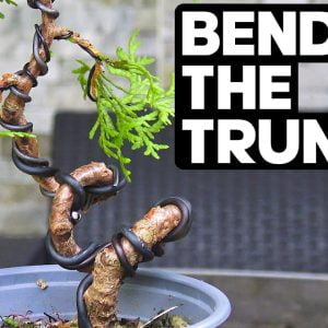 How to Create Drastic Bends on a Bonsai Trunk