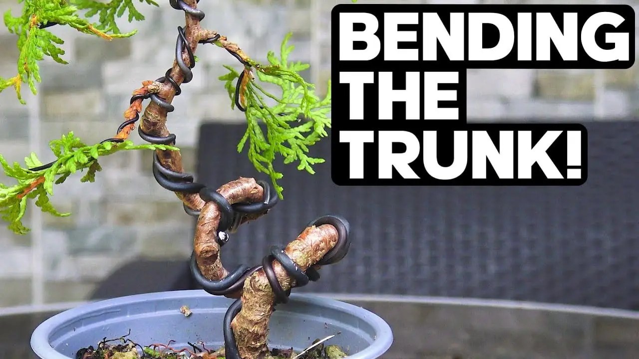 How to Create Drastic Bends on a Bonsai Trunk