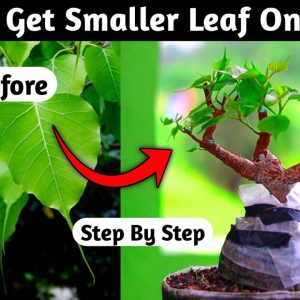 How To Get Smaller Leaf On Ficus Bonsai