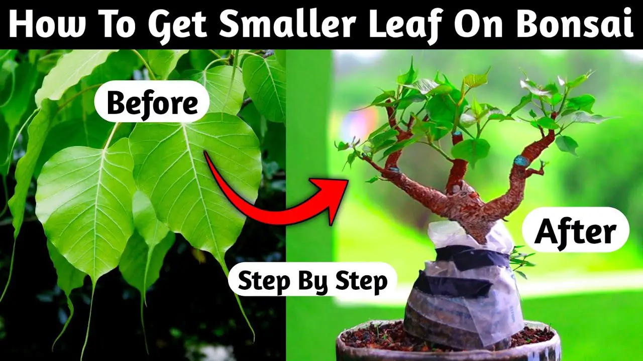 How To Get Smaller Leaf On Ficus Bonsai