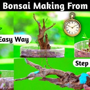 How To Make Creative Bonsai From Hunting Material