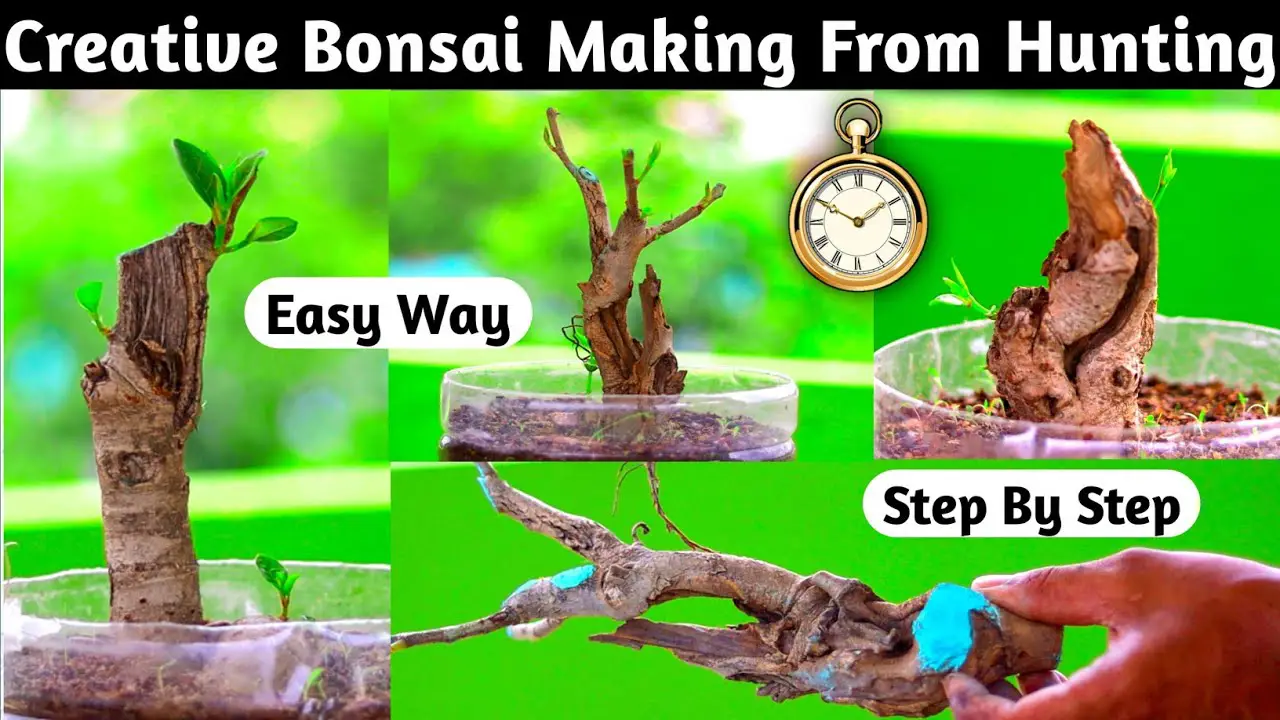 How To Make Creative Bonsai From Hunting Material