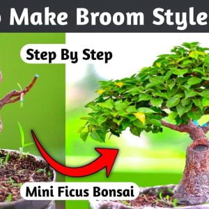How To Make Mini Broom Style Bonsai