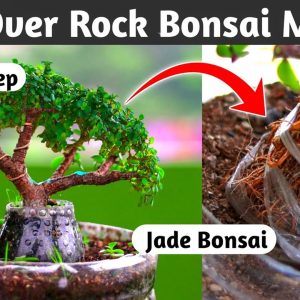 How To Make Root Over Rock Jade Bonsai