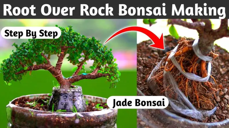 How To Make Root Over Rock Jade Bonsai