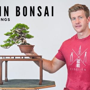 How to Make Shohin Juniper Bonsai from Cuttings | Bonsai-U | Part 3