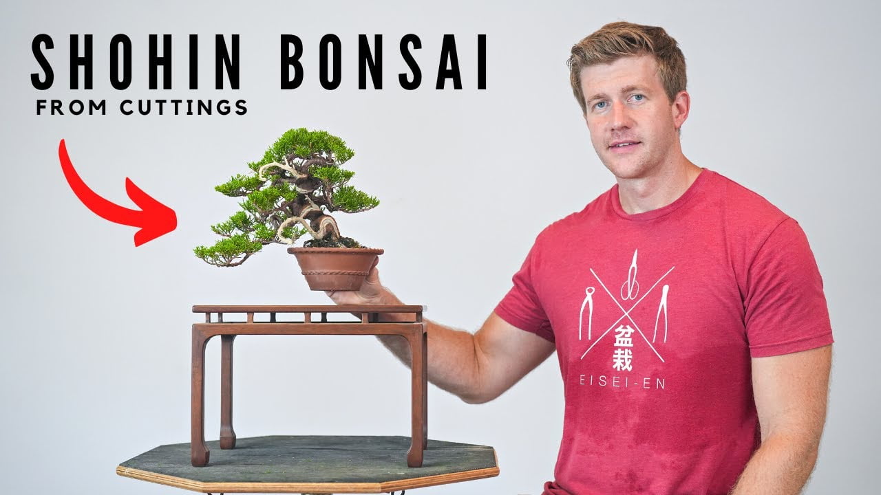 How to Make Shohin Juniper Bonsai from Cuttings | Bonsai-U | Part 3