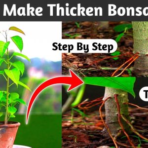 How To Make Thicken Trunks Of Bonsai