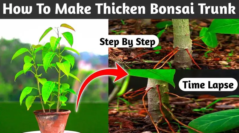 How To Make Thicken Trunks Of Bonsai