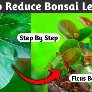 How To Reduce Bonsai Leaf Size