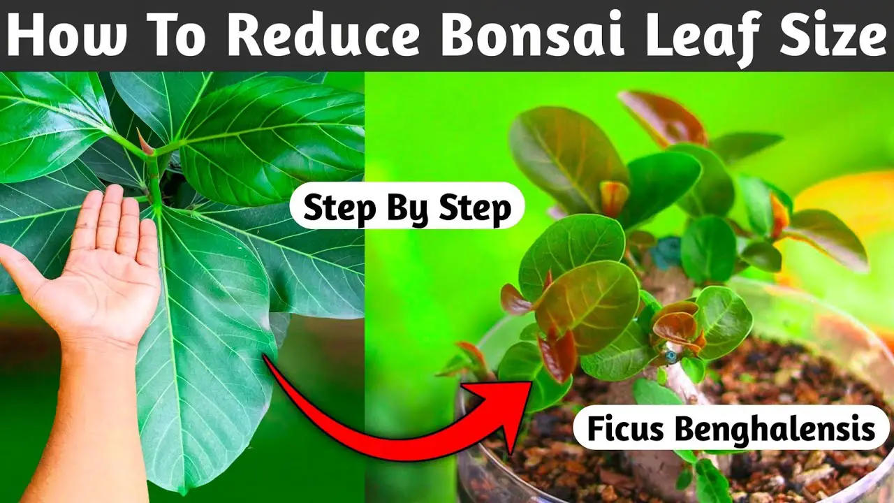 How To Reduce Bonsai Leaf Size