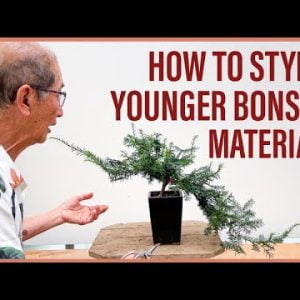 How to Style Younger Bonsai Material