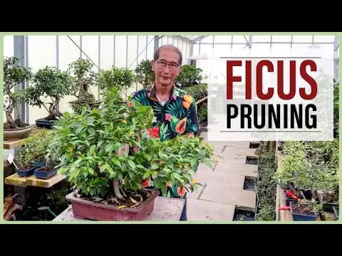 How to Prune a Large and Small Ficus Bonsai [Watch Video]