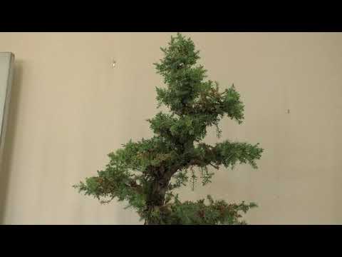 General Information About The Juniper Bonsai Tree