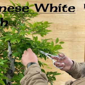 Japanese White Beech Part 2 - Greenwood Bonsai