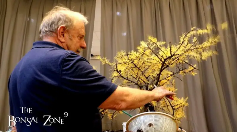 Larch Demo by David Easterbrook, Part 2, The Bonsai Zone, Oct 2022