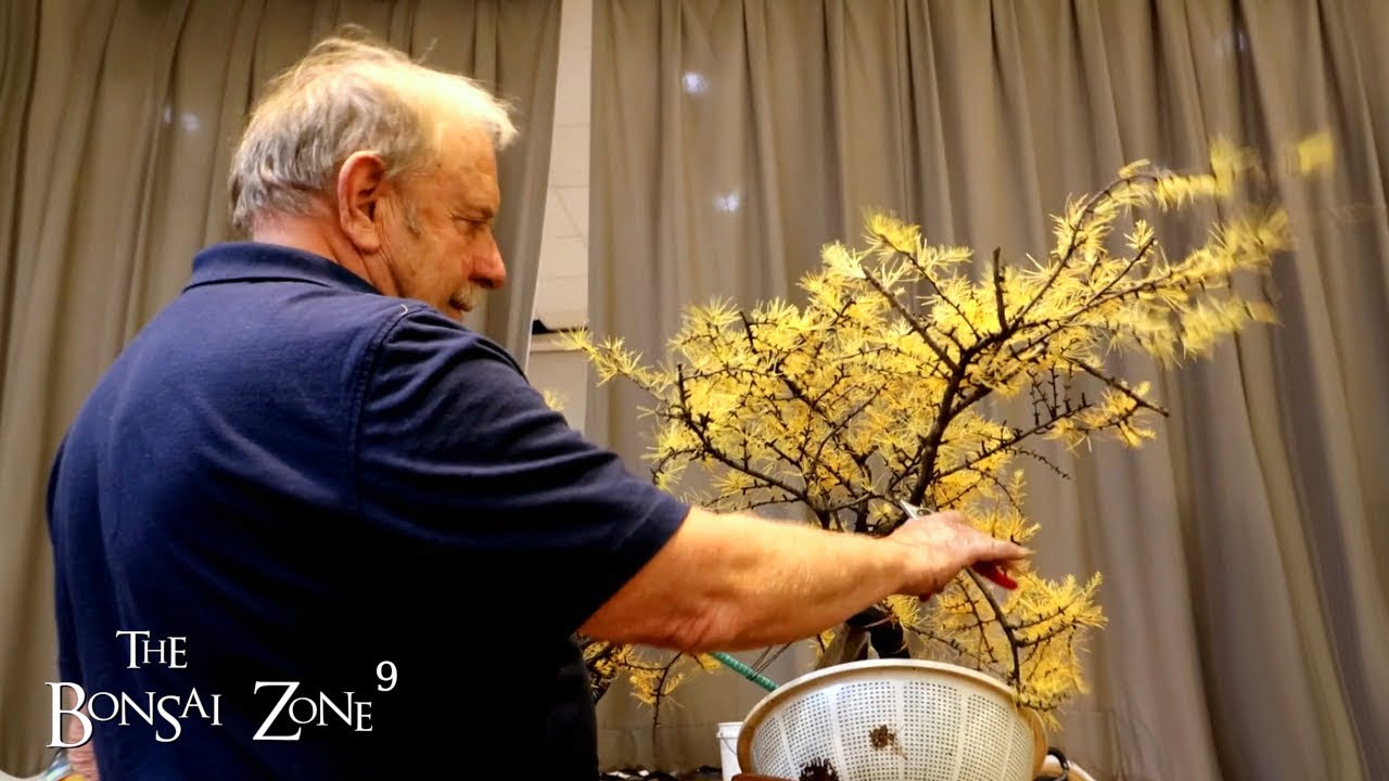 Larch Demo by David Easterbrook, Part 2, The Bonsai Zone, Oct 2022