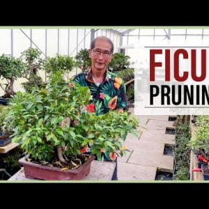 Large and Small Ficus Bonsai Pruning