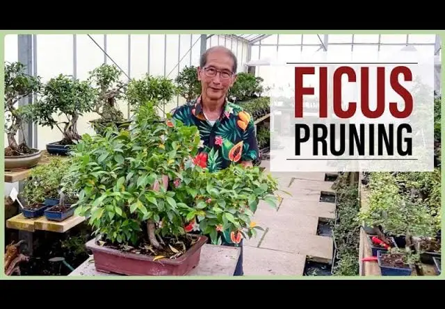 Large and Small Ficus Bonsai Pruning