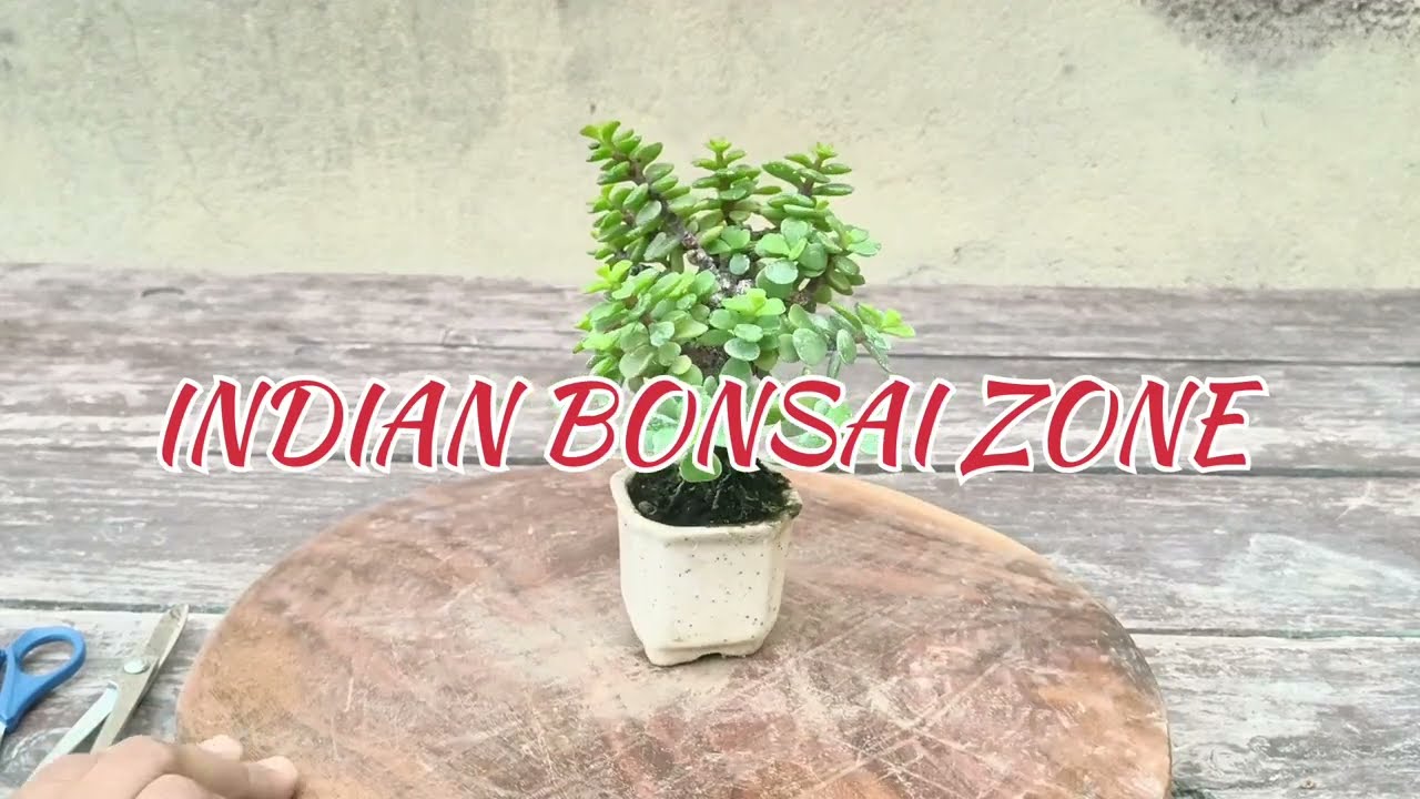 Little Jade Bonsai | Indian Bonsai Zone, July 22