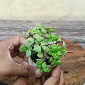 Little Jade Bonsai | Indian Bonsai Zone, Sep 22