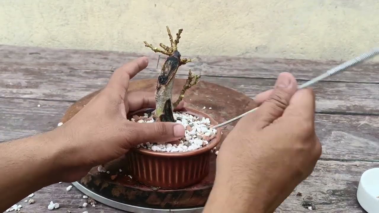 Little Mulberry Bonsai | Mame Bonsai | Indian Bonsai Zone, July 22