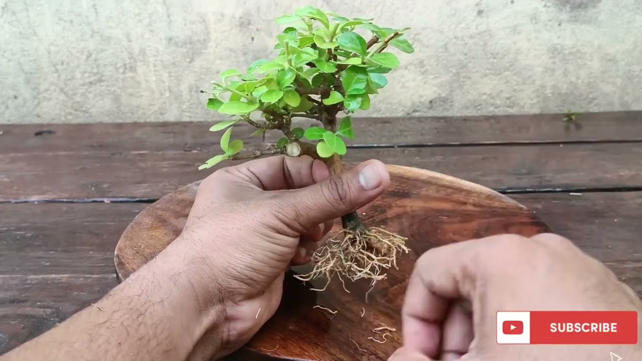 Little Premna Bonsai | Mame Bonsai | Indian Bonsai Zone, Aug 22