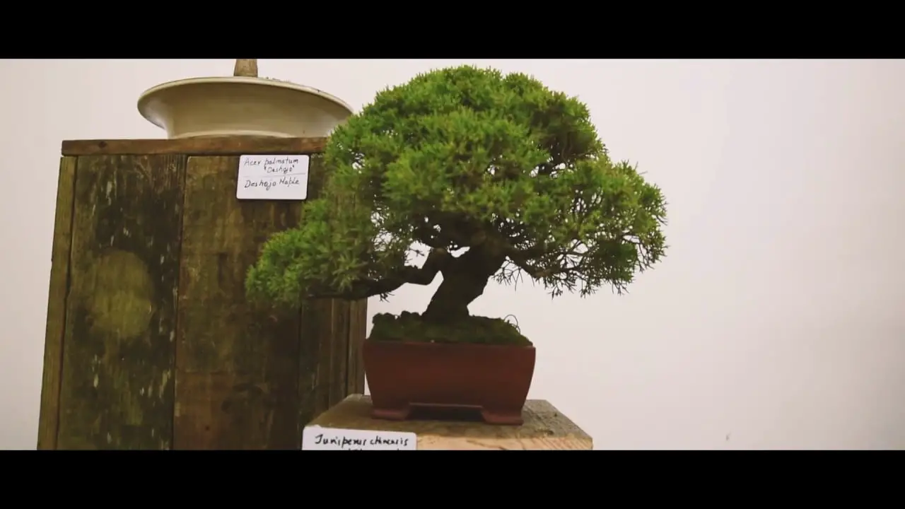 Lychee One Presents a Bonsai Exhibition by Mă-Kè Bonsai Social Club