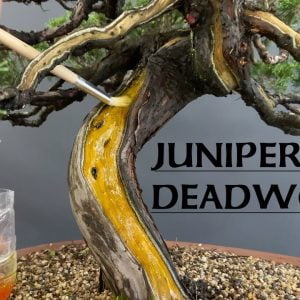 Maintaining Deadwood on a Juniper Bonsai - Greenwood Bonsai