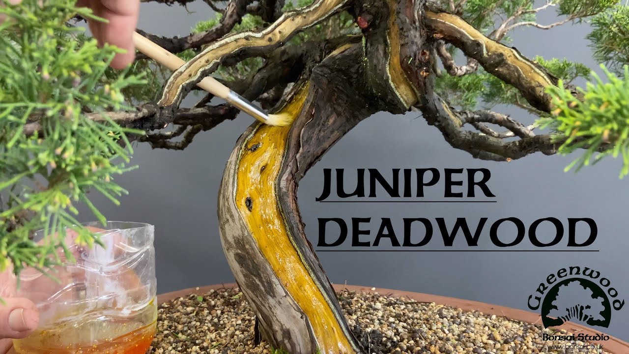 Maintaining Deadwood on a Juniper Bonsai - Greenwood Bonsai