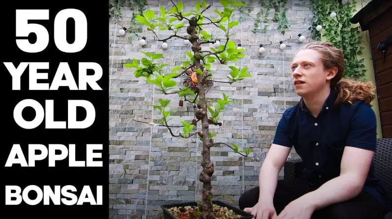 Making a Bonsai from an Old Apple Tree