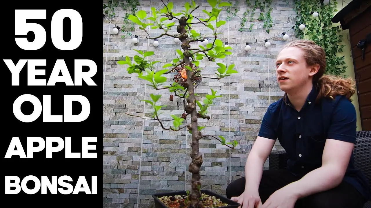 Making a Bonsai from an Old Apple Tree