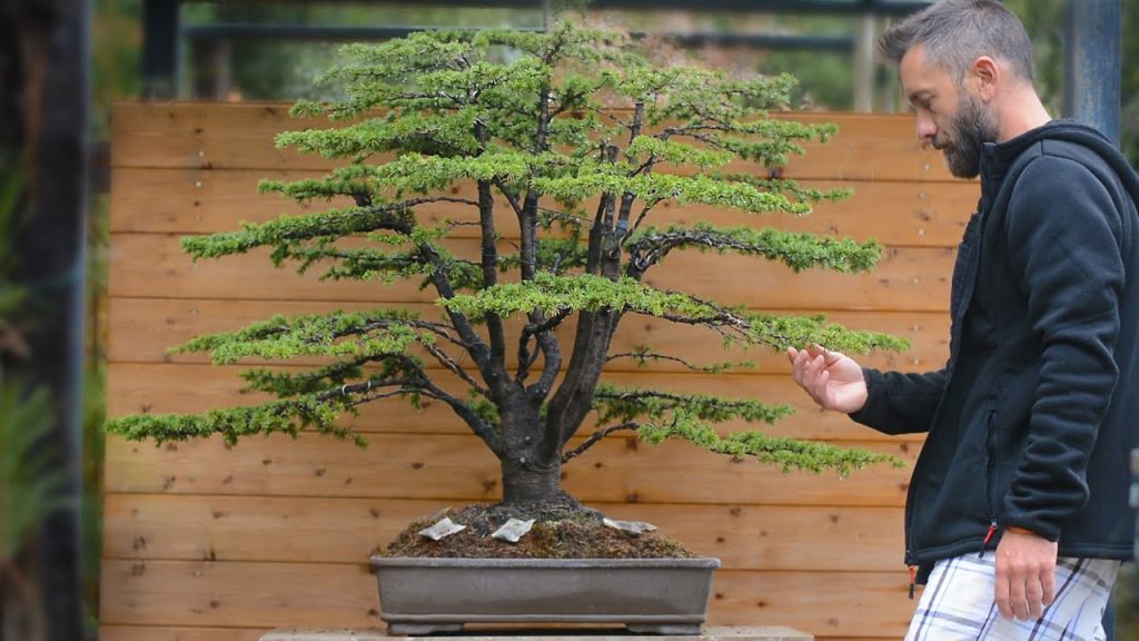 Massive Cedrus bonsai styling - Arkefthos Bonsai