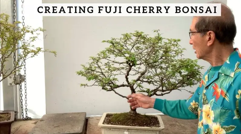 Real Cherry Blossom Bonsai Tree