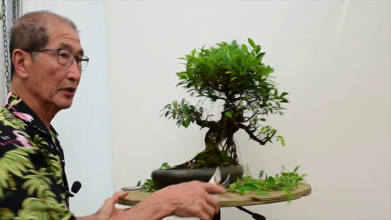 Today, I'm going to talk about Beginner Ginseng Ficus Bonsai Tree Care, which is one of the most popular indoor subjects for people who live in time, temperate climates in the tropics. The ficus literally grows wild. There are thousands and thousands of species of ficus and they range from the rubber plant, which has huge leaves to some, which have very, very Tinus, tiny leaves like the ficus but de VI.