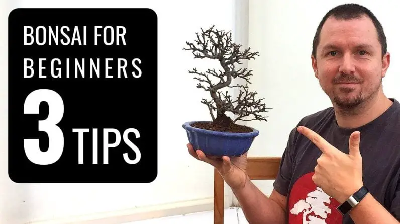 Bonsai Tree Maintenance Beginners