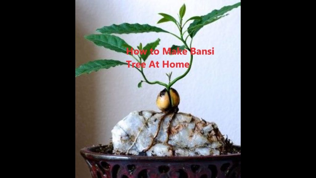   Grow a Bonsai Avocado Tree And How to Care For it So watch the video to see howmto Grow a Bonsai Avocado The Avocado Bonsai seed is six months old and notice how clear the water is…