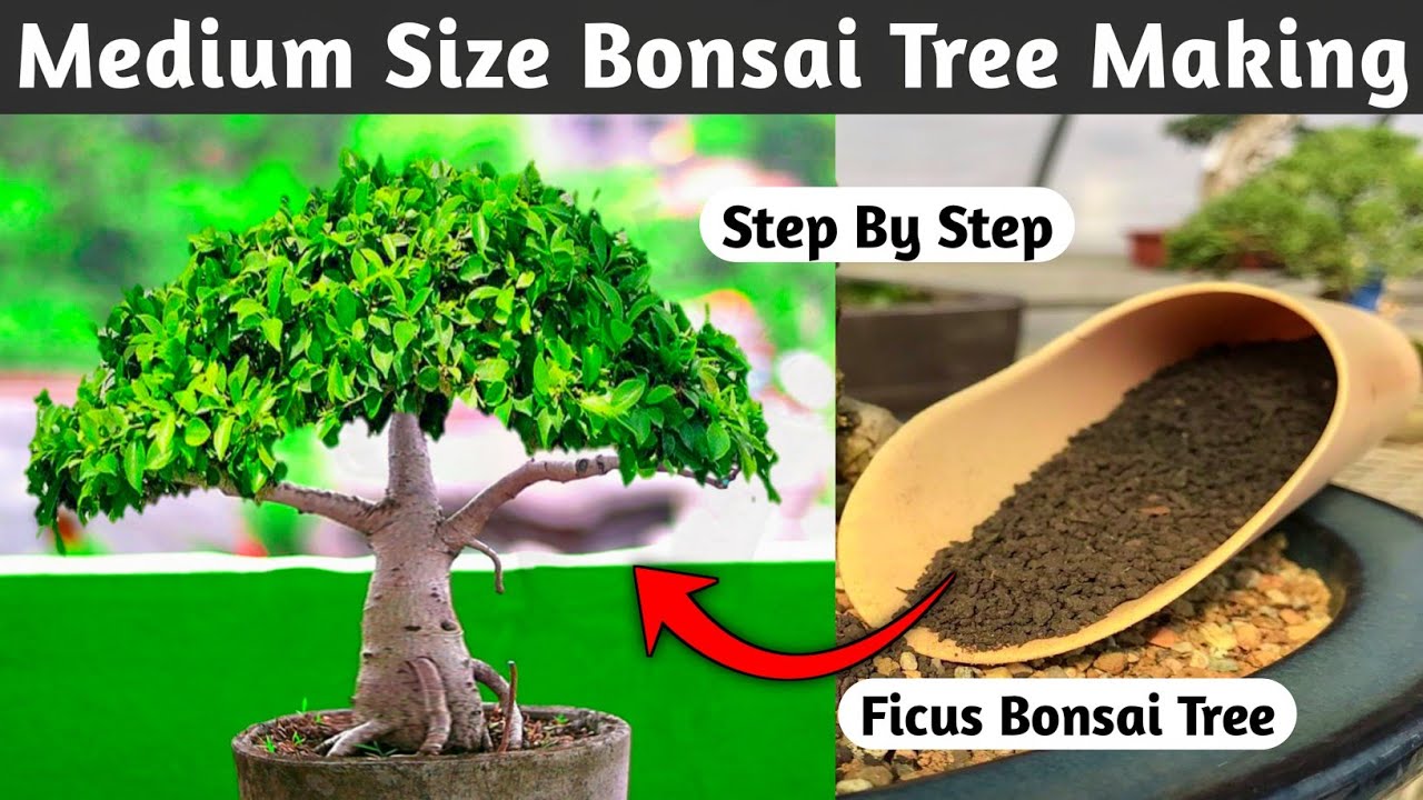 Medium Size Bonsai Making At Home