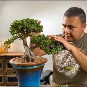 Maintenance trimming a portulacaria afra bonsai. 6 years in training - Little Jade Bonsai