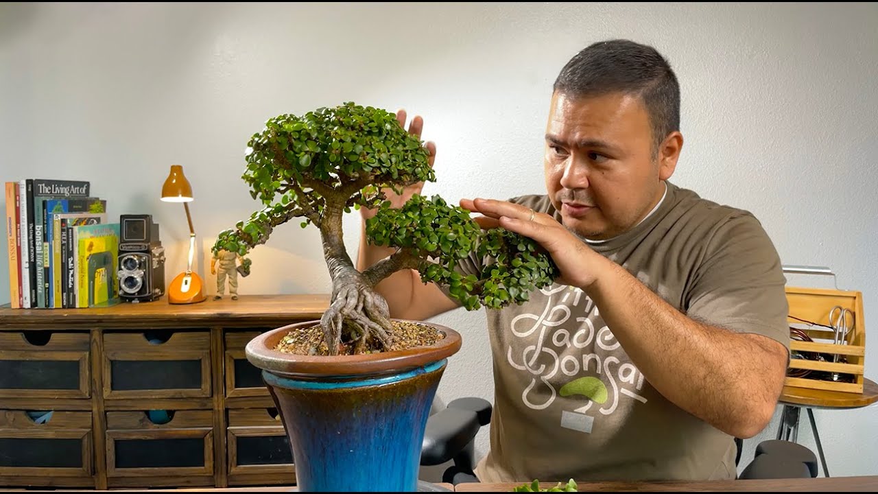 Ming Aralia Bonsai