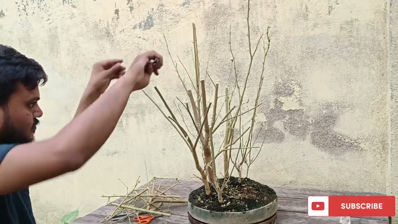 Mulberry Bonsai Forest | Indian Bonsai Zone, Aug 2022