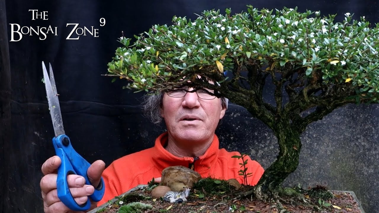 My Serissa Bonsai, Show Prep, The Bonsai Zone, Oct 2022 [2024 Update