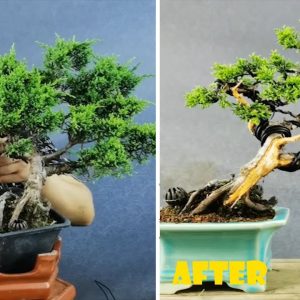 Basic techniques for bending bonsai trees you must know || Bonsai style || Love Bonsai