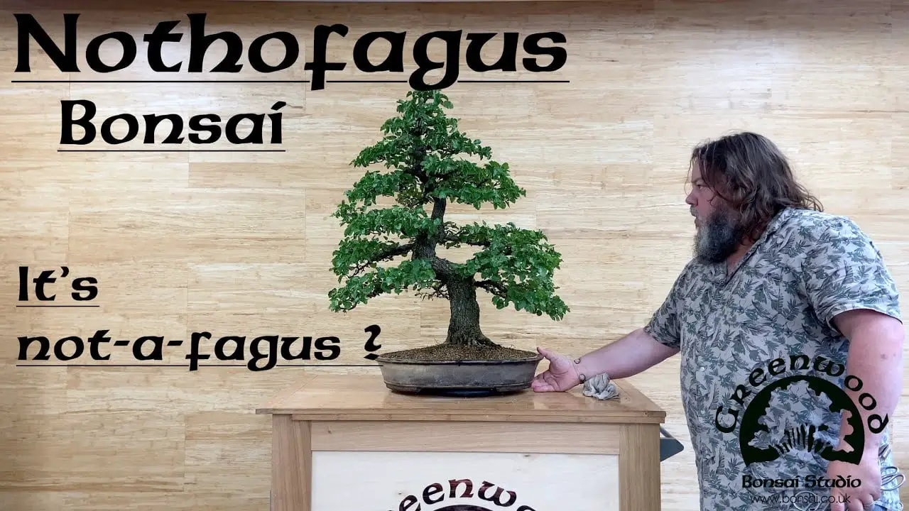 Nothofagus Bonsai !!! - Greenwood Bonsai