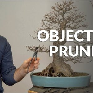 Objective Pruning of a Bonsai