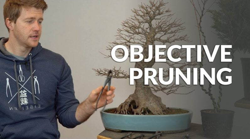 Objective Pruning of a Bonsai