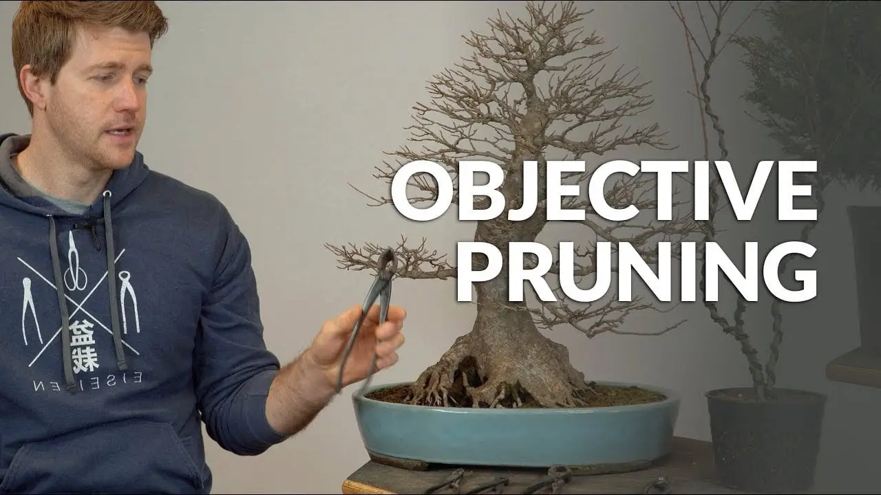 Objective Pruning of a Bonsai