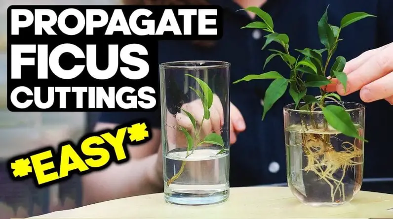 Propagate Ficus from Cuttings for Bonsai 🌱 *EASY*