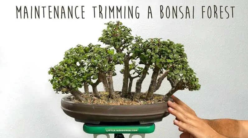 Major trimming of an overgrown dwarf jade bonsai forest. - Little Jade Bonsai