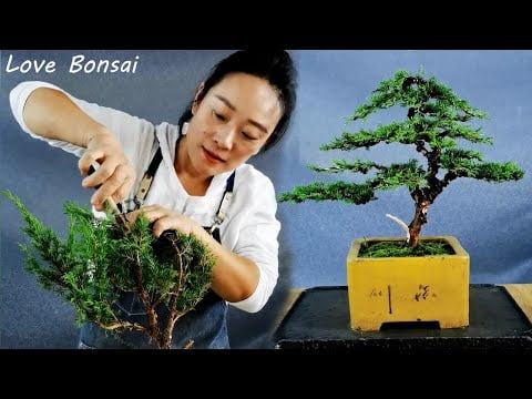 Recovering a forgotten Chinese juniper - Love Bonsai